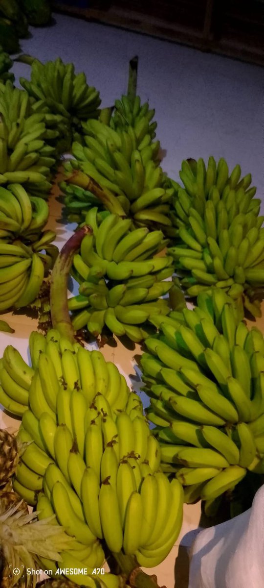 ComoresFc's tweet photo. Des agriculteurs Comoriens(île de Moheli) recherche une aide logistique pour acheminer des produits agricoles sur Mayotte 
#ChidoMayotte https://t.co/6Y6GuPJnNQ