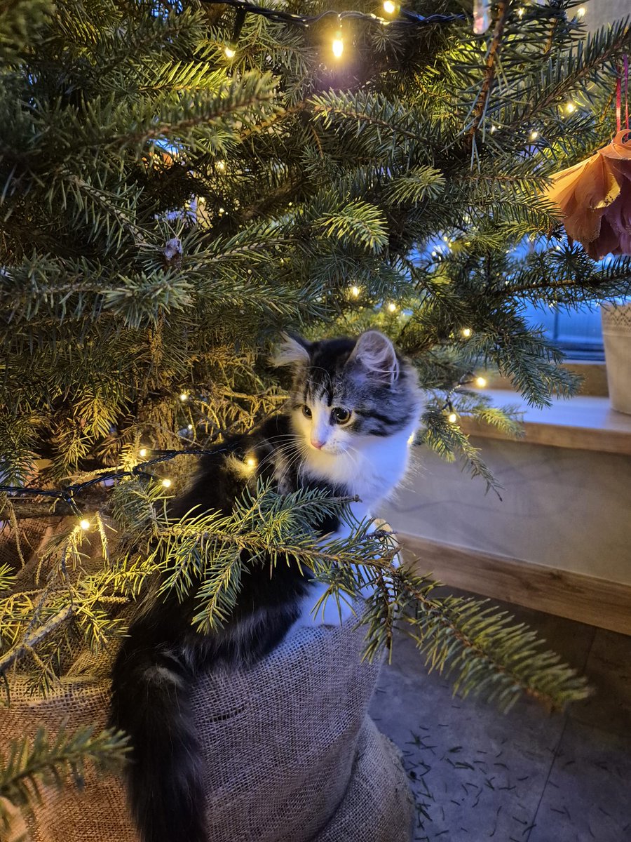 Pēc 3 nedēļu stratēģiskās plānošanas: egle ieņemta.