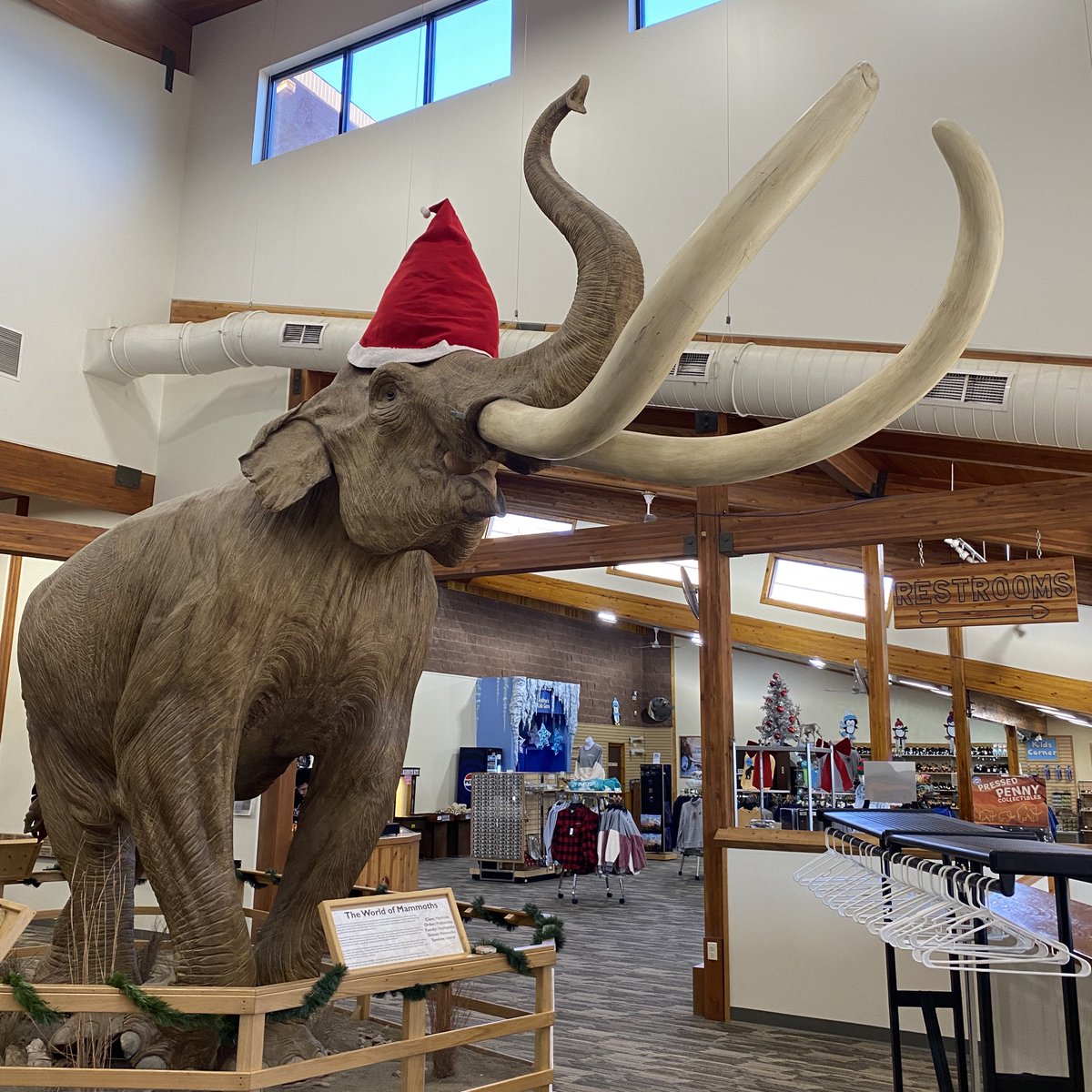 Happy #MammothMonday! Napoleon’s ready for Christmas—are you?
