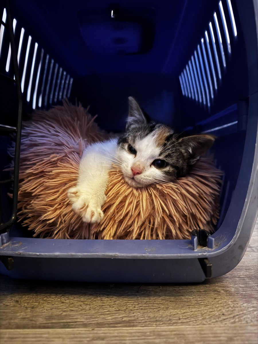 Bodeuh's tweet image. Gezinsuitbreiding.