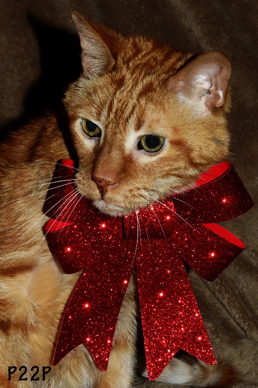 JoviLifer's tweet photo. On this day in history. MrKitty!! 12.23.15 and he was 19 yrs old. #santacat 😇🌈❤️ https://t.co/a13qvLQbJN