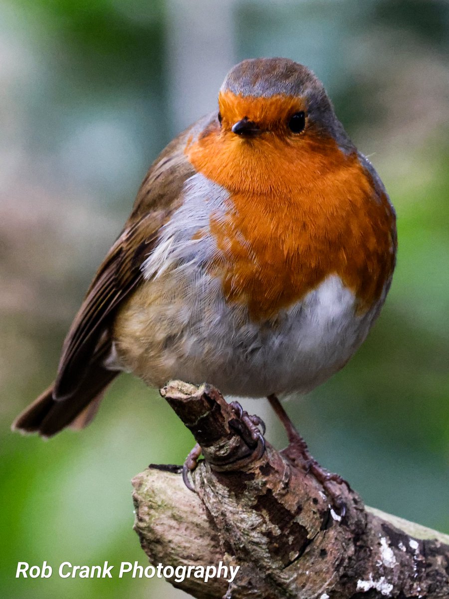 cranky1456's tweet photo. It's nearly time for the #FestiveDailyRobin to end, but it doesn't mean the end of seeing Robins though as I've still got loads to share.
And as the saying goes 'Robins are not just for xmas'

#TwitterNaturePhotography #NatureTherapy #NaturePhotography @Natures_Voice #Robins https://t.co/iCyo7arPFL