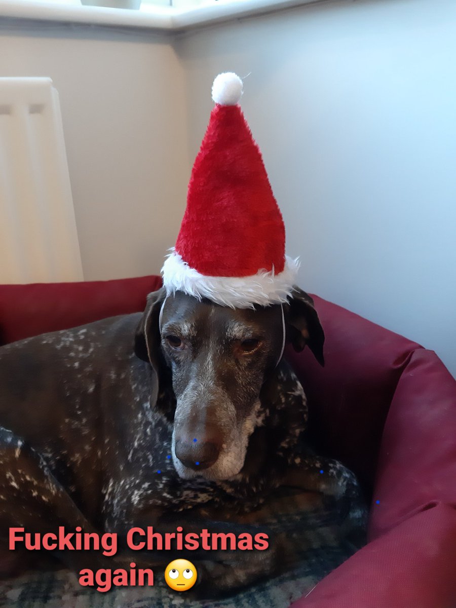 AlisonsBeeClass's tweet image. Polly Pointer last Christmas. Sadly her last.