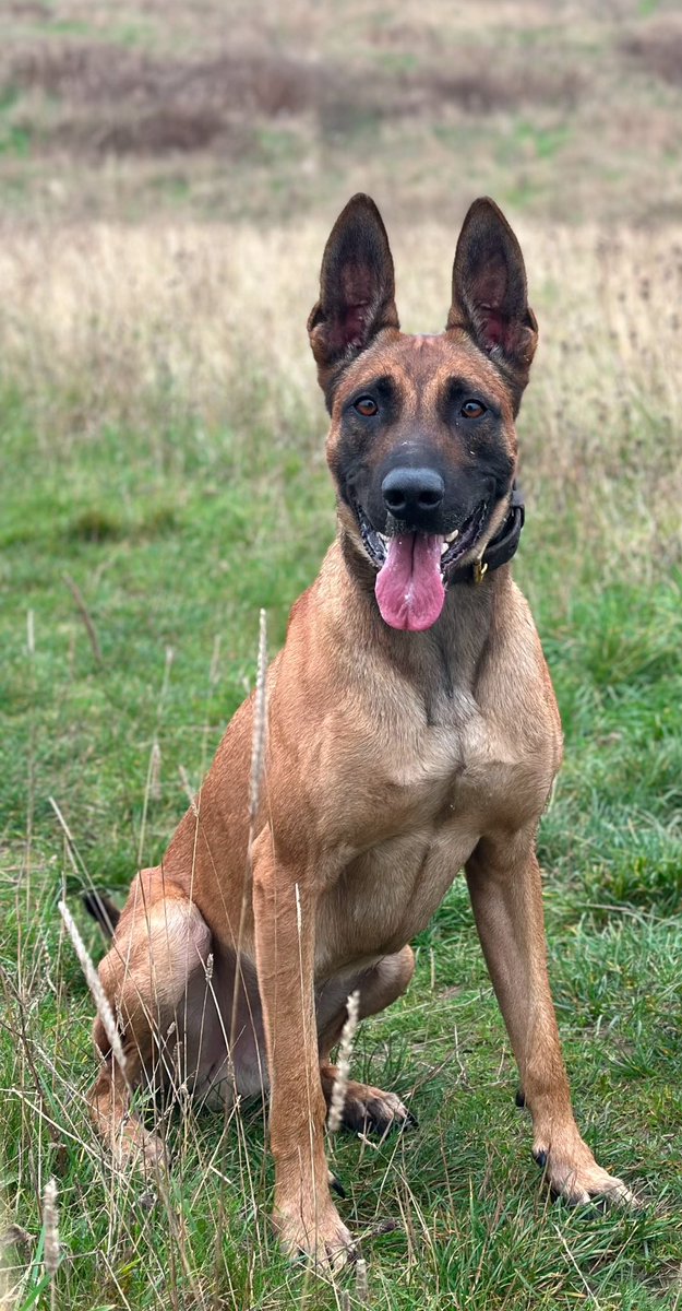 BCH Police Dogs (@bchpolicedogs) on Twitter photo Last night PD Bear joined the pursuit of a stolen motor vehicle in Luton. The driver, apparently hoping for a Christmas miracle tried to outrun our <a href="/roadpoliceBCH/">BCH Road Policing Unit</a> on 3 tyres and then tried to outrun PD Bear on foot. No need to tell you how that went for him… Last night PD Bear joined the pursuit of a stolen motor vehicle in Luton. The driver, apparently hoping for a Christmas miracle tried to outrun our <a href="/roadpoliceBCH/">BCH Road Policing Unit</a> on 3 tyres and then tried to outrun PD Bear on foot. No need to tell you how that went for him…
