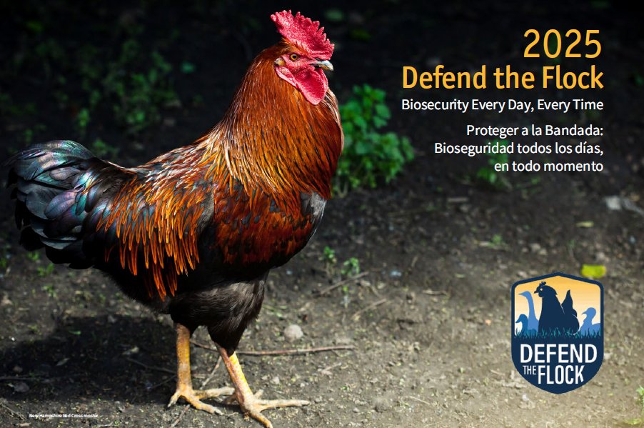 Defend_theFlock's tweet image. The 2025 Defend the Flock calendars are ready to be ordered! The calendar is a great outreach tool and provides important biosecurity tips and information on disease prevention. It reminds poultry owners 365 days of the year that biosecurity is critical to defending their flocks!…