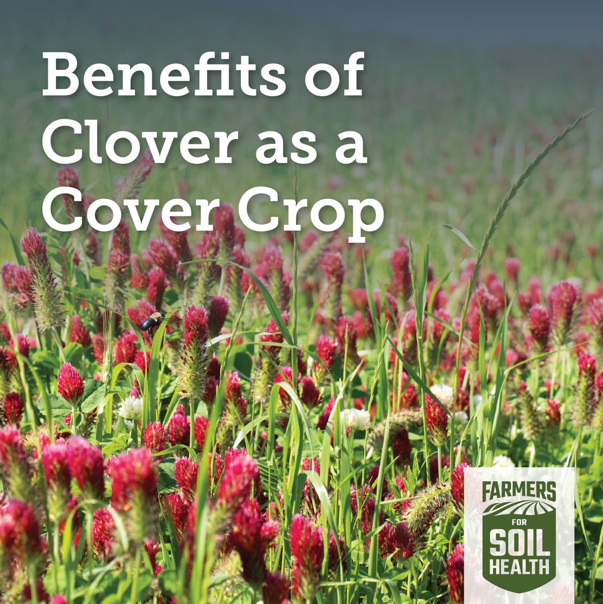 Having the right cover crop, seeding rate and planting time is crucial for helping your soil reap the most benefits. Read the article below for insights from on-farm research in Indiana on using clover as a cover crop.
FarmProgress.com/cover-crops/ca…