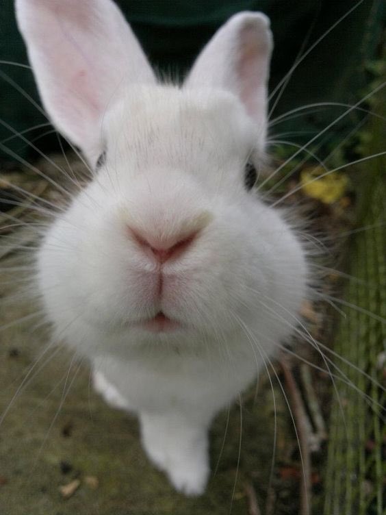 🐇 mika tweet media