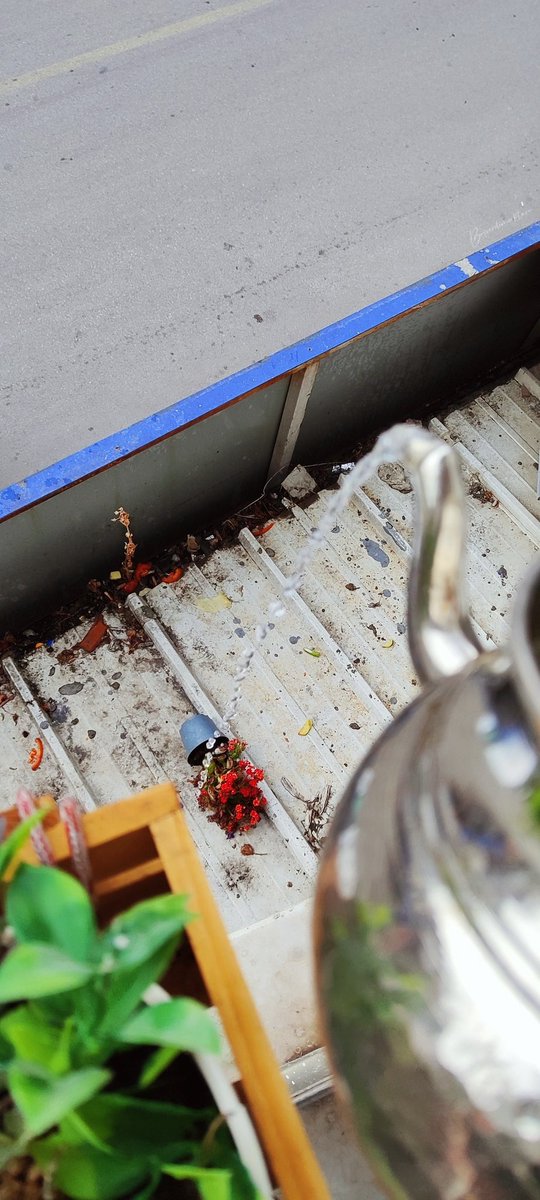 Şu çiçek aşağıya düşeli 1 aydan fazla oldu eşime kaç kez al dedim hep unuttu solmasın diye sürekli burdan suluyorum 🥹