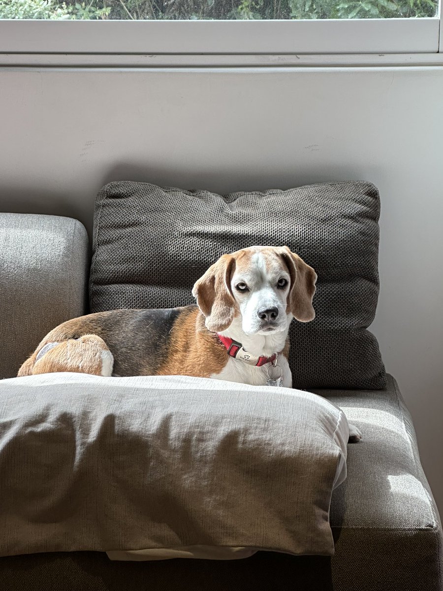 doloresrobles_m's tweet image. Quién fuera la pequeña #Musetta. 
El #BichoMaligno toma el sol. 😍