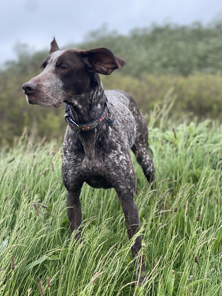 sue cross tweet media