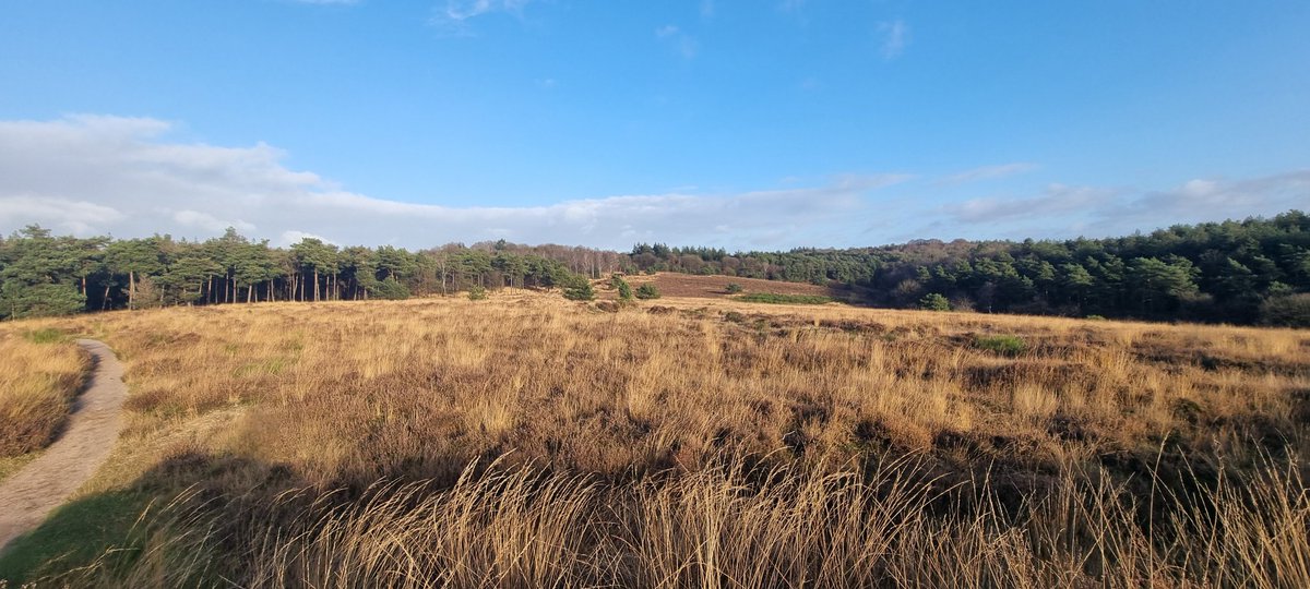 Cocos024's tweet image. Wat een prachtige dag en wandeling over de #Mookerheide!