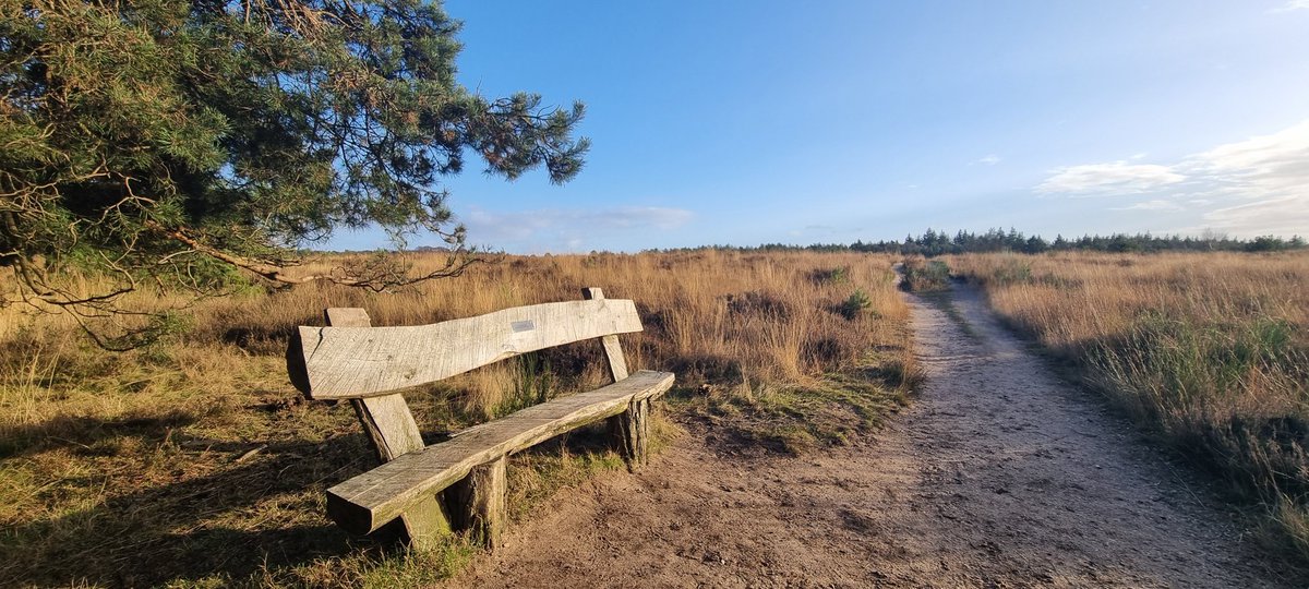 Cocos024's tweet image. Wat een prachtige dag en wandeling over de #Mookerheide!