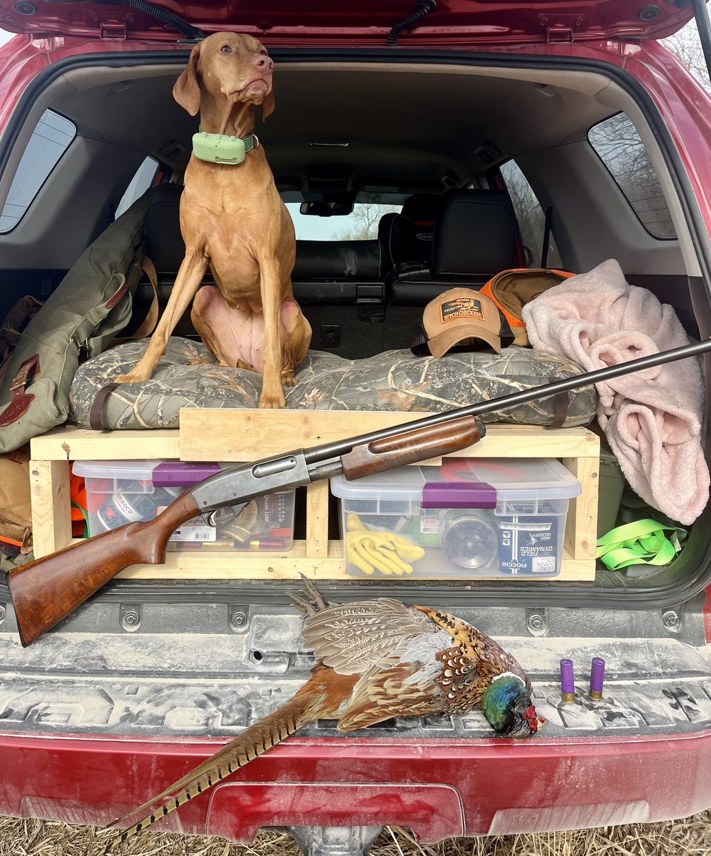 smalltownkid13's tweet photo. Our days are getting numbered to get out and hunt some ditch chickens #roadhuntin #vizsla #16gauge #wingmaster 

@ohhyoubetcha @BobStPierre @pheasants4ever @FederalPremium https://t.co/CEBKvNQbEu