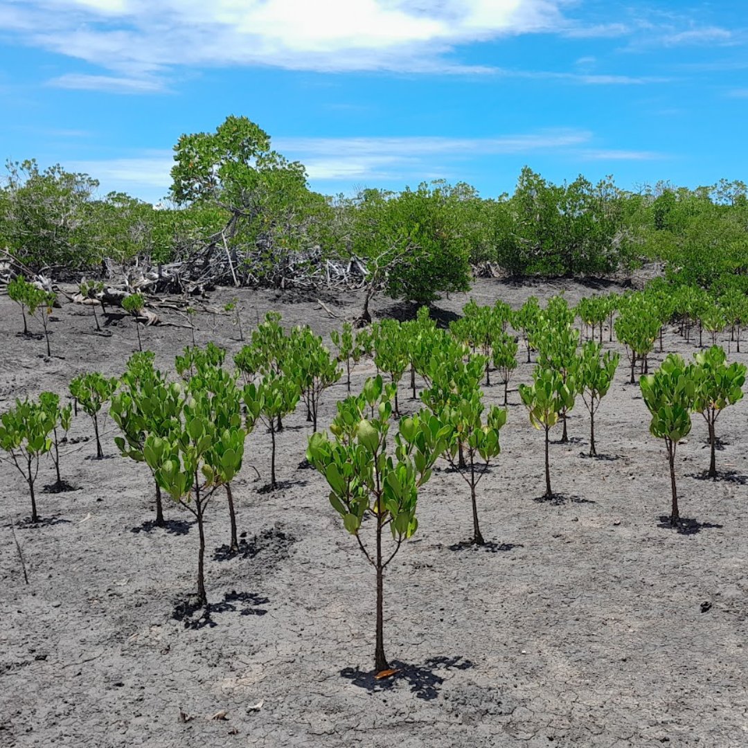 Eden: People+Planet tweet media