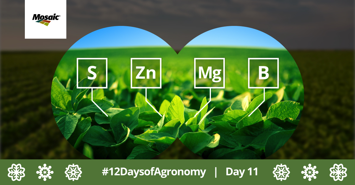 Crop_Nutrition's tweet image. From Mg to Zn, micronutrients play crucial roles in plant growth, stress resistance and nutrient efficiency. Don’t overlook them in your plan! Learn how understanding and balancing micronutrients can unlock your farm's full potential. bit.ly/3ZPMzH3 #12DaysofAgronomy