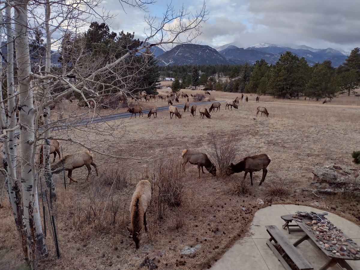 Santa left his "reindeer" in the front meadow. And then dropped off a <a href="/GarageGrown/">Garage Grown Gear</a> Gear gift of things I've been eyeing for two years!