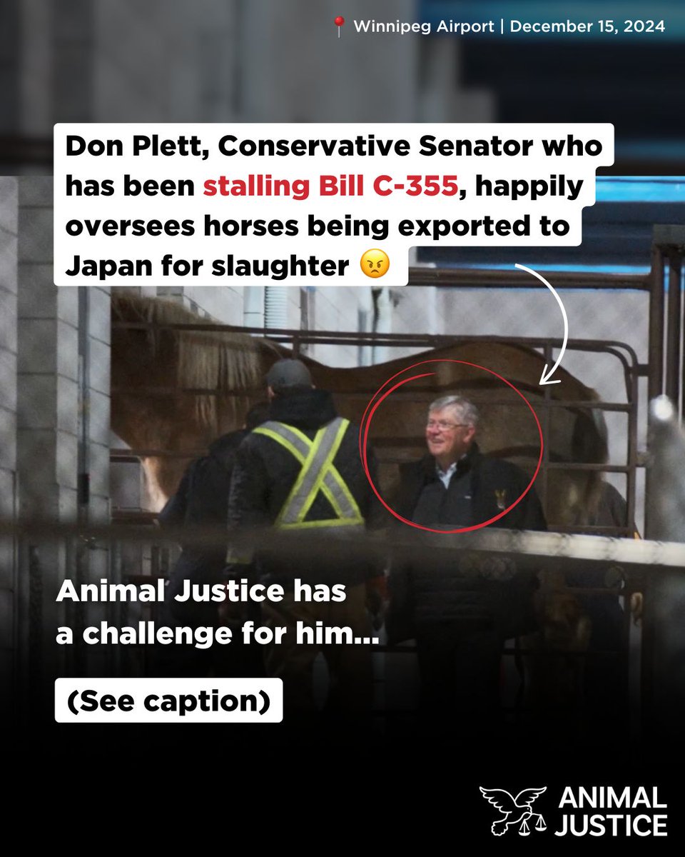 We saw Senator <a href="/DonPlett/">Senator Don Plett (retired)</a>, who's blocking Bill #C355, watch horses being loaded at YWG for export. Mr. Plett, you claim they don’t suffer on long flights to Japan. Try standing for 28+ hours in a cargo crate without food &amp; water on an intl. flight, &amp; tell us how it feels. #SenCA