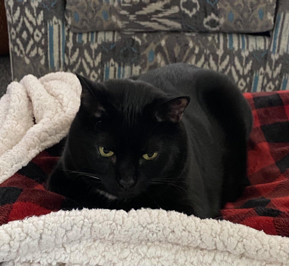 CharlieBlackCa1's tweet image. Staying snuggly warm and waiting for Santa Paws. -Charlie  #Kittyloafmonday #SantaPaws #CatsOfTwitter #KindnessMatters