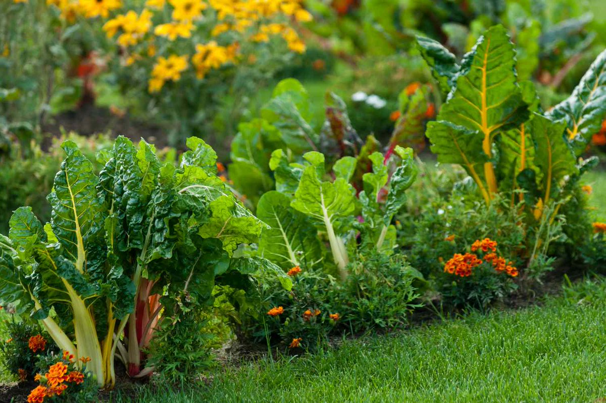 ResistanceToken's tweet photo. Answer :
To improve plant growth, deter pests, and enhance soil health. https://t.co/4tEAQKQLtq