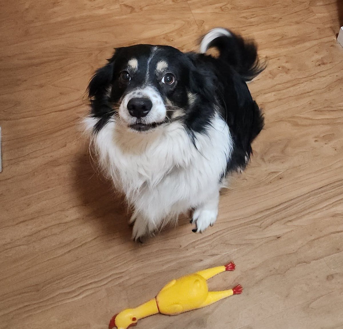 Bo wanted me to remind everyone that the Holiday Season is about friends, family and community. 

In this house we believe in loving your neighbors, caring for the less fortunate and protecting those who are unfairly persecuted. 

Be the voice of change this season.