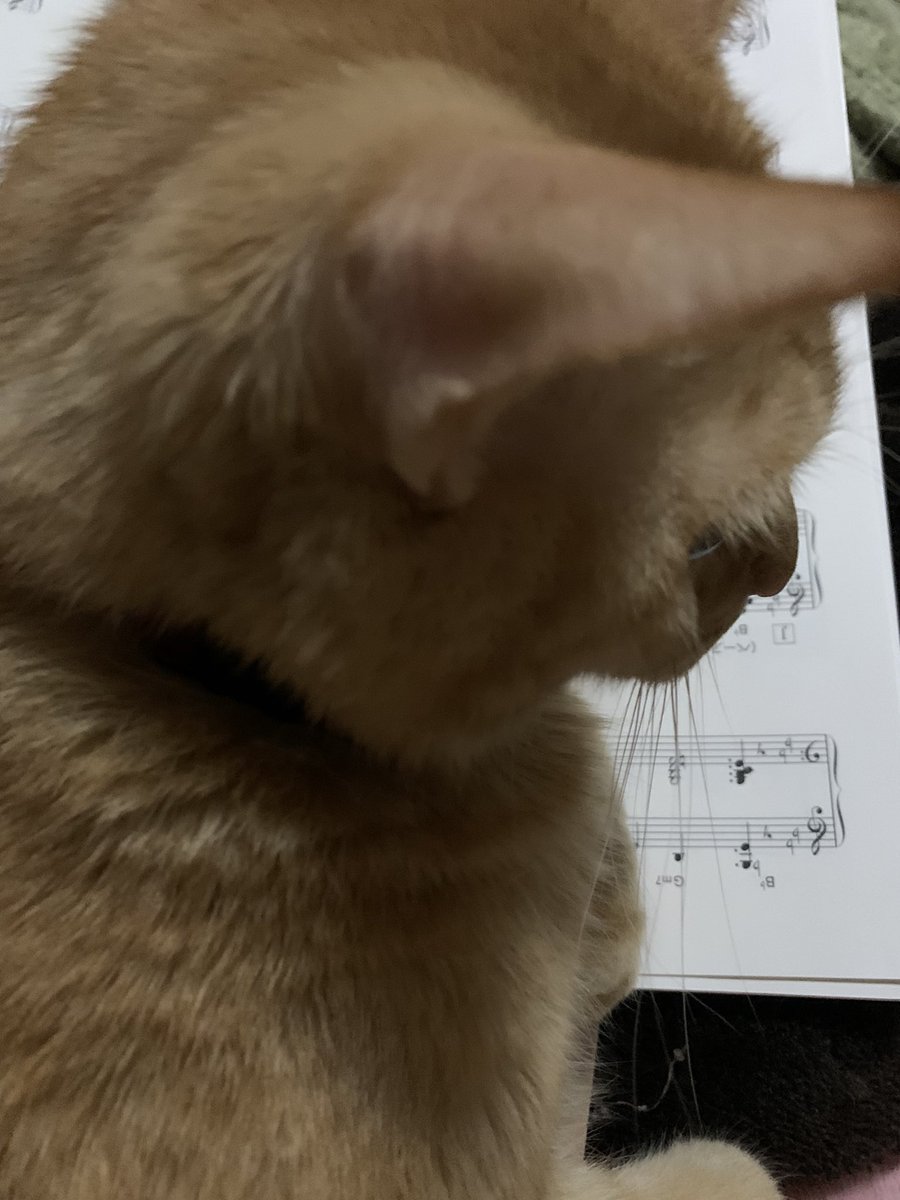 Layla_keyb's tweet image. 本日から三日間ライブ続きということで猫たちは父の元へ。
父、【猫が喜ぶ動画】と検索して見せてたようなので、世界猫歩きをお勧めした。