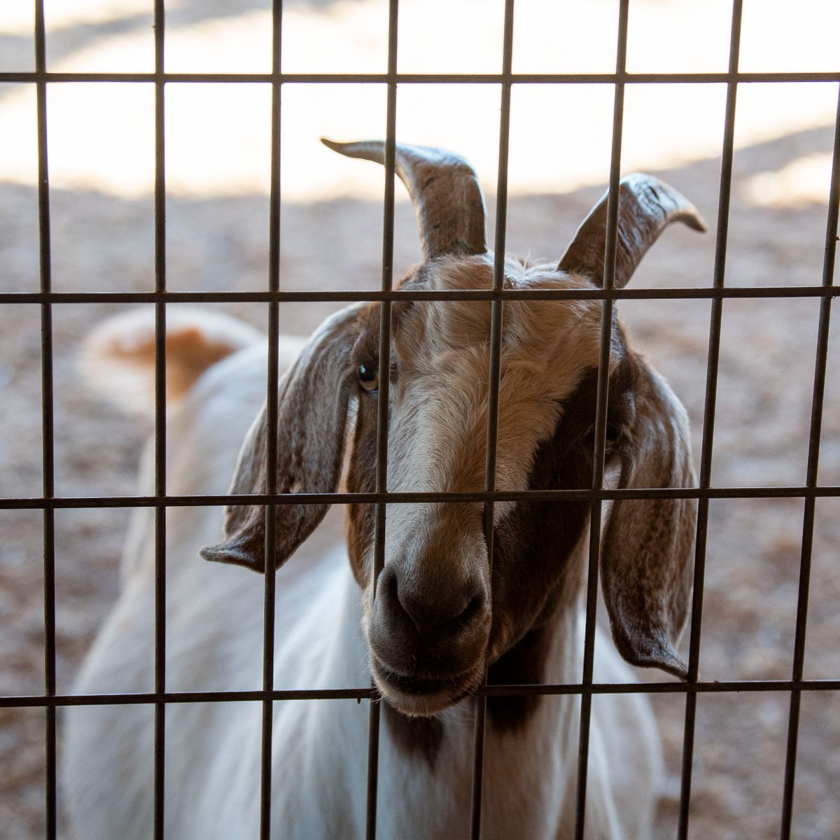 Patterson_Farm's tweet photo. Itโs the 11th day of our 12 Days of Christmas Farm Features! We would not be full of fun and cheer without our friends in the barnyard.๐๐๐ฐ
Our animals hope to bring smiles to many faces and wish you all lots of holiday happiness!
#PattersonFarm #12DaysOfChristmas #FarmFeature https://t.co/gAe6bkO3ya
