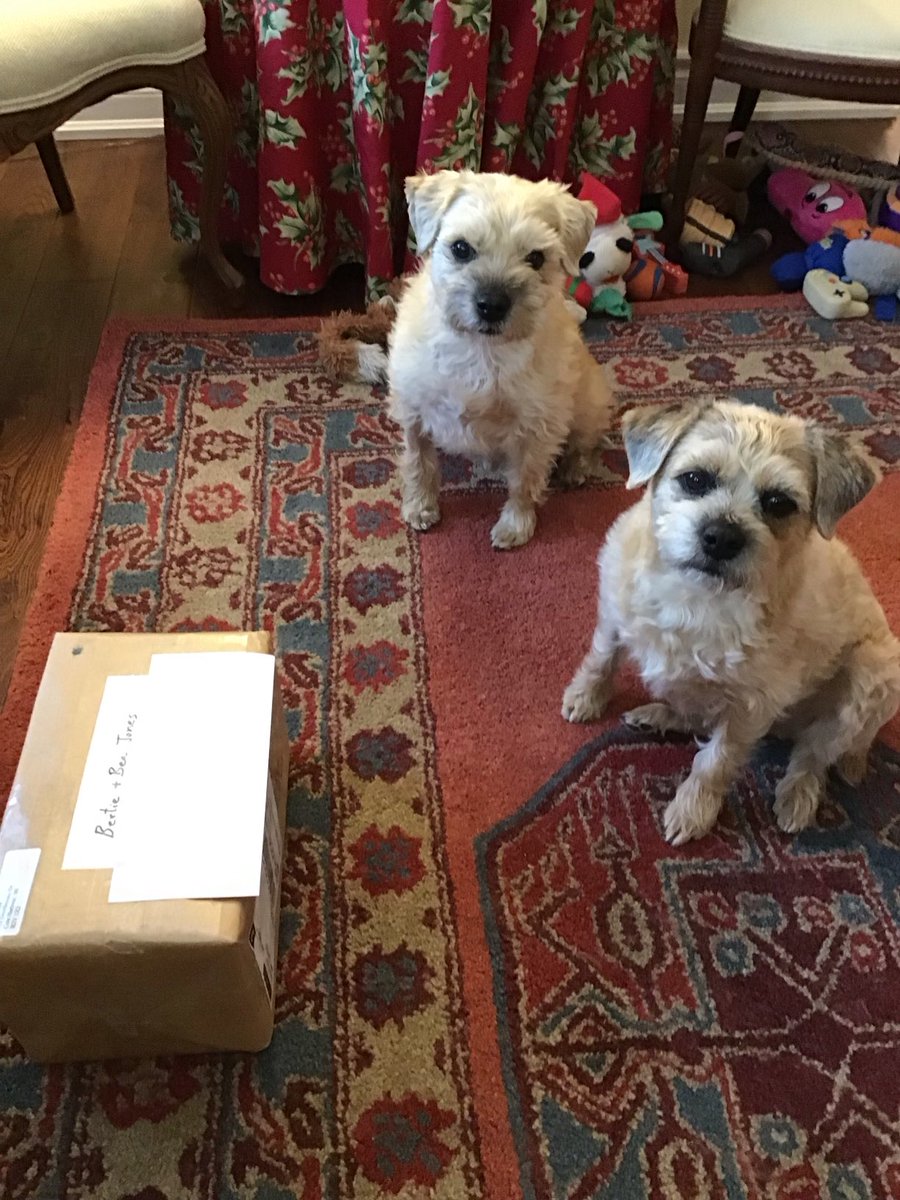 BertieButter's tweet photo. Our secret Santa present has arrived!!! Mum says it has to wait until Wednesday and then we can open it. So why are you making us sit next to this box, Mum? Even with the strange rules, this #btpworldsanta thingy is very exciting for us furs! π
π»ππ https://t.co/hmjVx6rjYt