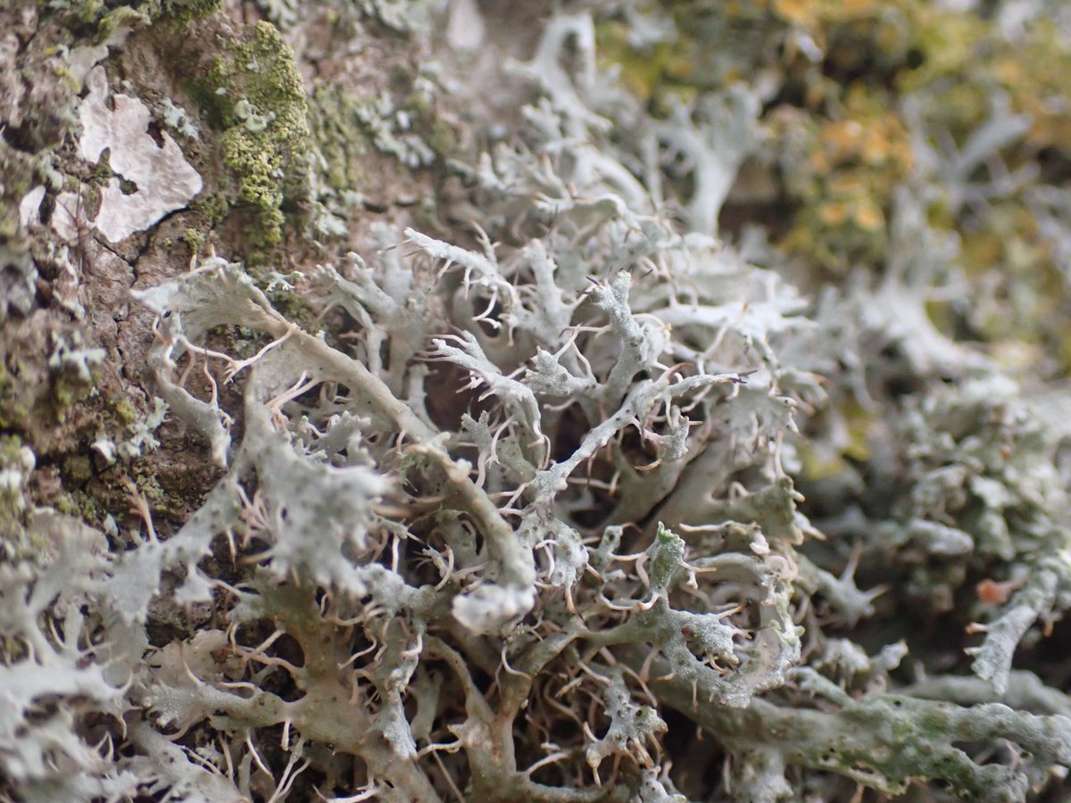 The lovely Eagle’s Claw lichen
(Anaptychia ciliaris subsp. ciliaris) seen at its only Cumbrian site this afternoon. A Nationally Scarce and S41 species. Also sampled the delicious cake at the nearby cafe!