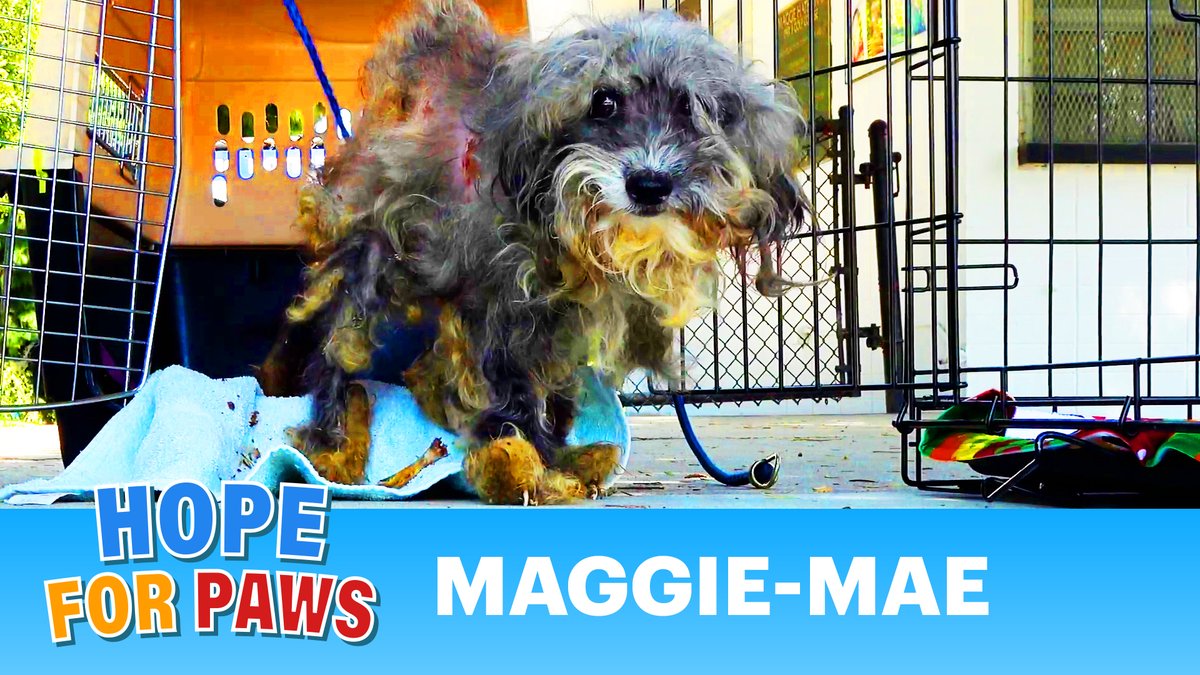 Maggie Mae was in such horrible shape that even coyotes refused to eat her because they knew they would get a serious stomach ache. Her rescue and incredible recovery video is now here: HopeForPaws.org 💝