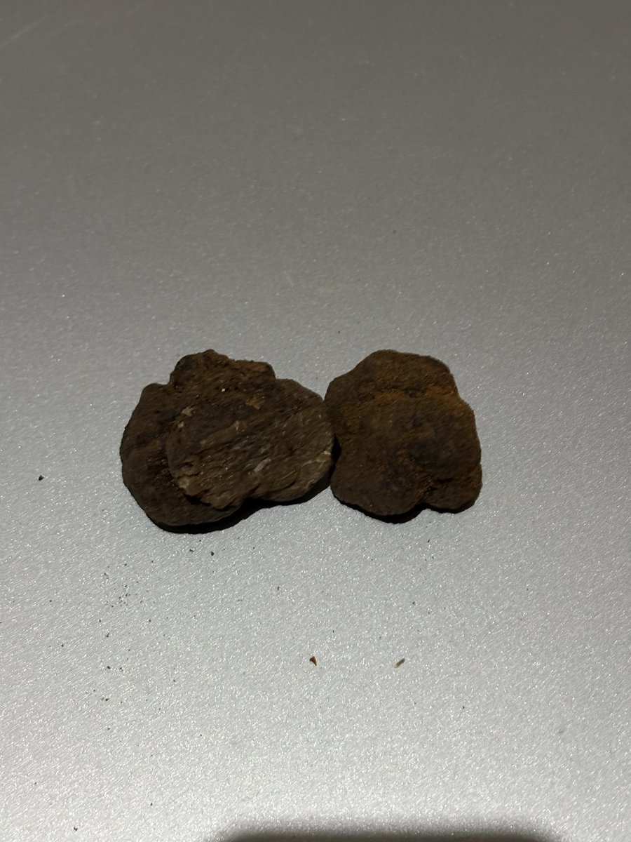 Silvittisima's tweet photo. Trufas de #Olmillos y Kira que está aprendiendo a buscarlas.
#Soria https://t.co/4V7wp15EaI