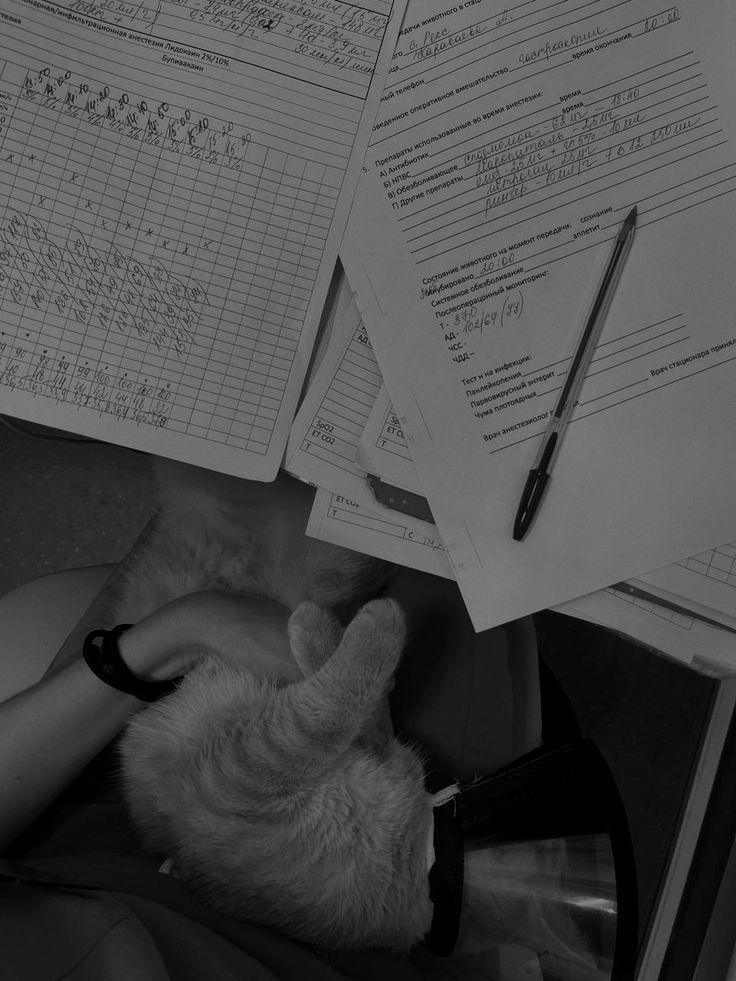 🩺🐾 𝓳𝓮𝓼𝓼𝓲𝓮📖 As crônicas de Nárnia tweet media