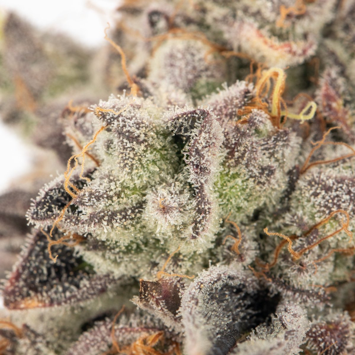 Broken Coast Cannabis tweet media