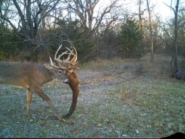 😳 Supposedly These bucks were in a fight till the end which is obvious in this photo.  The deer was also supposedly taken by a hunter later in the year with the other bucks head still stuck!   Deer are tougher than we give them credit for #crazy #deer