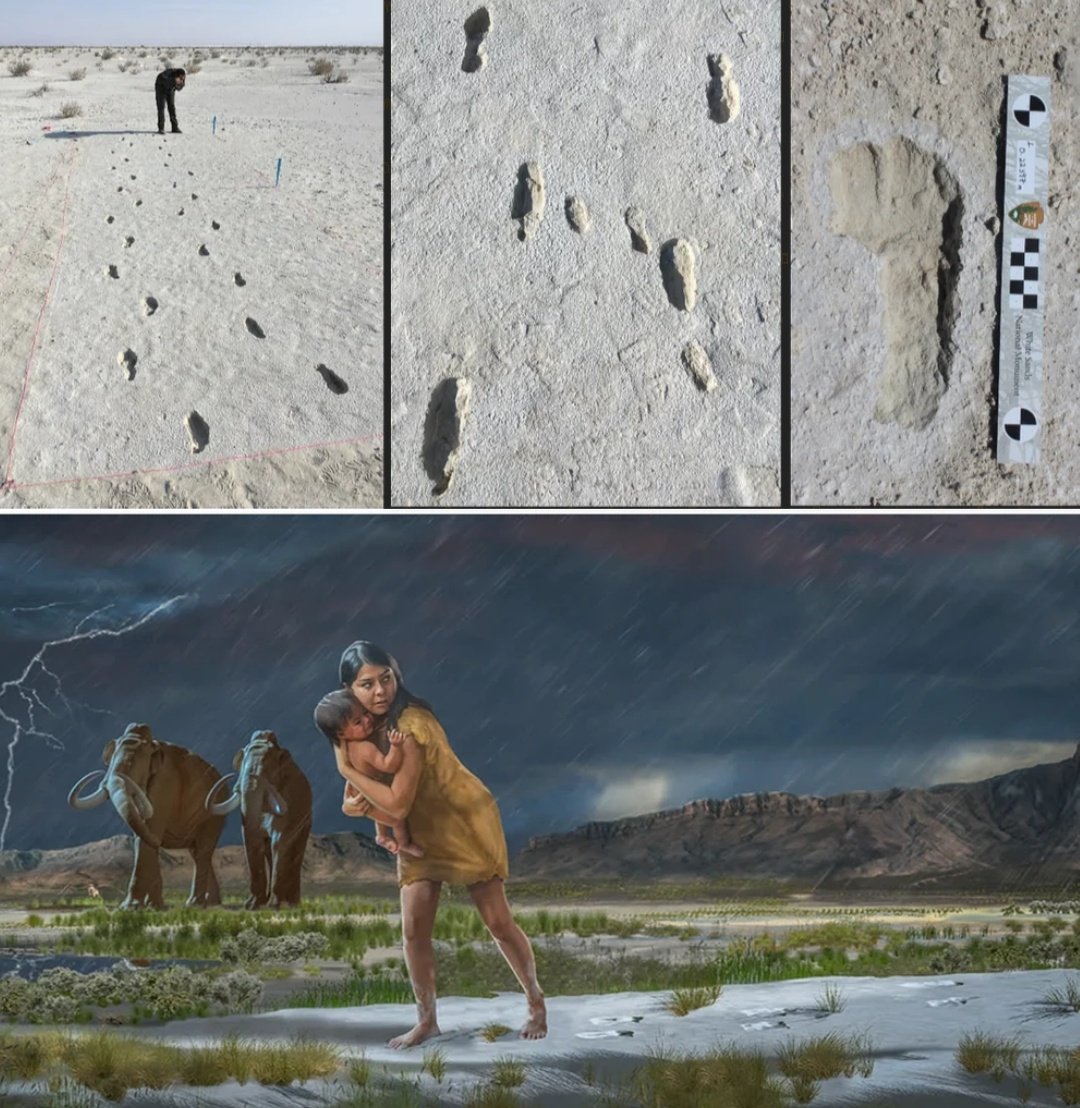 Woman's Path Through History Over 10,000 Years Ago - a woman or young man carried a toddler across a muddy terrain in present-day White Sands National Park, New Mexico...

These ancient footprints offer scientists a remarkable glimpse into the past. This revelation is courtesy of the National Park Service and Bournemouth University.

The prehistoric traveler embarked on a journey carrying a child, returning alone hours later.

In an arduous trek more than 10,000 years ago, a woman or a young man with a toddler balanced on one hip trudged northward through what is now White Sands National Park in New Mexico. Facing potential rain and slippery mud, the traveler briefly set the child down before continuing. Along the way, a woolly mammoth and giant sloth crossed their path. Hours later, the traveler retraced their steps south, now without the child.

Scientists have documented nearly a mile of these fossilized footprints—the longest human trackway of its age ever found. “I’ve never seen anything quite like it,” says evolutionary biologist Kevin Hatala from Chatham University, who was not involved in the study.

This trackway, featuring over 400 human prints including tiny child prints, is detailed in a new study published in Quaternary Science Reviews. By examining the footprints' shape, structure, and distribution, researchers revealed an intimate portrait of this ancient journey, capturing even the traveler’s toes slipping on the wet surface.

Meticulous Excavation of Footprints Scientists carefully unearthed these delicate footprints, documenting them in three dimensions before they could deteriorate. The tracks also revealed a mammoth and a giant sloth traversing the area after the humans passed. While the mammoth appeared indifferent to the human presence, the sloth likely sensed it, rearing up as modern bears do to detect scents.

“This gives us insight into humans within their ancient ecosystem,” explains study author Sally Reynolds, a paleontologist at Bournemouth University, noting the sloth’s awareness of nearby humans—an insight not gleanable from bones alone.

The 'Ghost Tracks' Fossil footprints provide stunning snapshots of ancient behaviors, preserving moments in time unlike any other remains. “Footprints sites are special because they capture a moment in time,” says paleoanthropologist William Harcourt-Smith from the City University of New York.

This track site, part of an ongoing documentation project at White Sands National Park, owes its discovery to David Bustos, the park’s resource program manager. These shallow impressions, visible only through slight moisture-induced color changes, became known as “ghost tracks.”

In 2016, Bustos consulted various specialists about the tracks, including Matthew Bennett from Bournemouth University, who led the new study. Since then, Bennett and his colleagues have made multiple trips to document the array of human and animal prints throughout the park.

The newly studied prints are set in fine sand, held together by a thin salt crust. The team excavated 140 tracks using brushes, and recorded each print with 3D photogrammetry before they could erode.

By analyzing the footprints' shape, size, and distribution, researchers pieced together the ancient journey. The primary traveler was likely a woman or young man, based on footprint length comparisons with modern humans. Small child prints join the main trackway in several places, indicating a child under three years old accompanied the traveler.

Traveler's pace was brisk, about 3.8 miles per hour, despite muddy conditions and carrying a child. In some spots, unusually long strides suggest stepping over obstacles like puddles or mammoth dung. The child was carried northward, evidenced by larger left foot tracks from bearing extra weight. Upon return, traveler’s footprints show no size discrepancy, and fewer signs of slipping, indicating they were now unencumbered.

© The Archaeologist

#archaeohistories