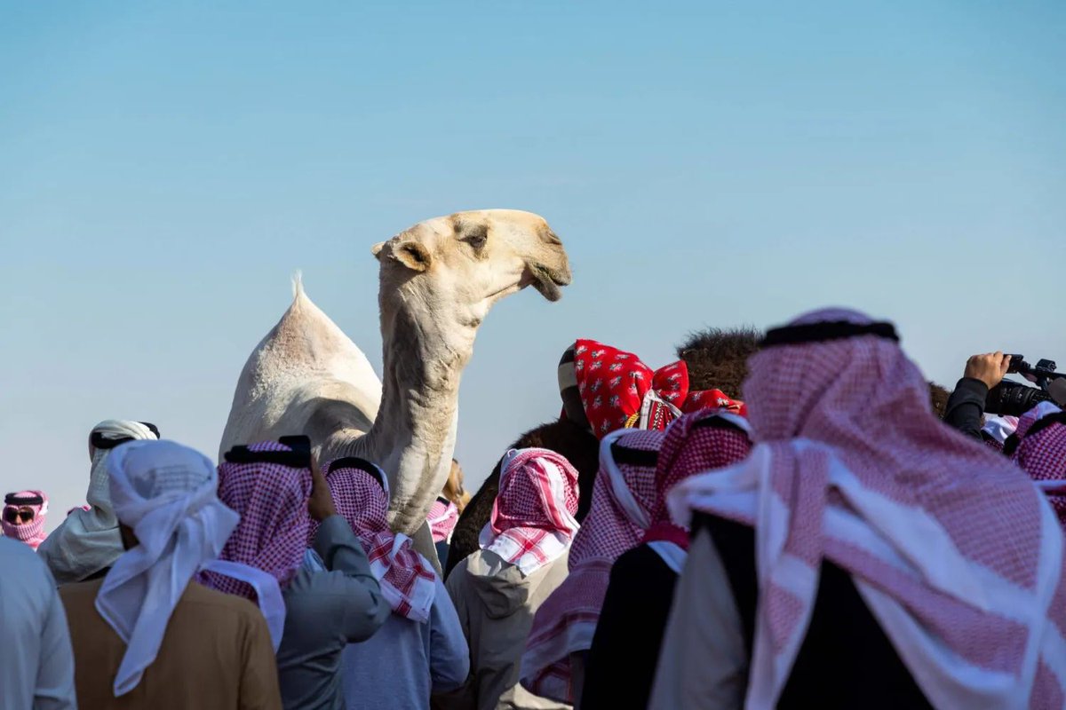 بعد مشاركة حليمه بولند ويعقوب بوشهري في #مزاين_الابل 

#دومزي الملقب بوحش الساحل يعلن ان ذهابه الى الصياهد في #السعوديه ويوعد جماهيره بمفاجآه