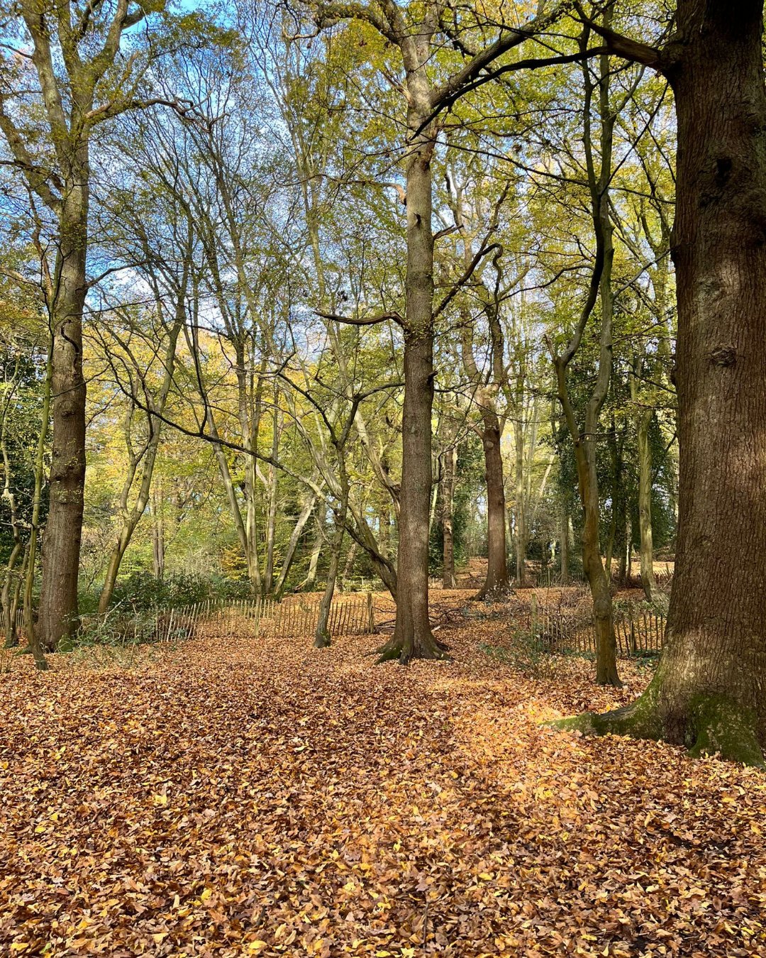 Highgate Wood Map