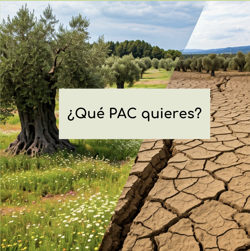 PorOtraPAC's tweet photo. Los pagos ambientales de la #PolíticaAgrariaComún no son suficientemente ambiciosos.

👉 La #PAC debe premiar a quienes cuidan el planeta para lograr un sistema agroalimentario #sostenible y #saludable.
@vonderleyen, justa y verde👉#PídeseloALaPAC
+ℹ️https://t.co/EPUNHrFBVd https://t.co/aUUWiPZwa1