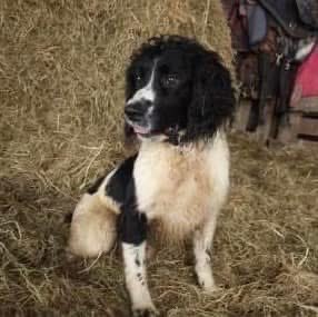 rosieDoc2's tweet photo. #SpanielHour
BUDDY STOLEN From FARM, #Yelverton #PL20 26/12/23
Male/adult black&white #ESS
CHIPPED VERY SHY DOG
#DevonandCornwallPolice investigating
https://t.co/eDzl8LelcV
#StolenDogHour
@JacquiSaid @BitofDecorum @juliagarland73 @qu1ncey @thedogfinder @The_Animal_Team https://t.co/gXgn1POt4u