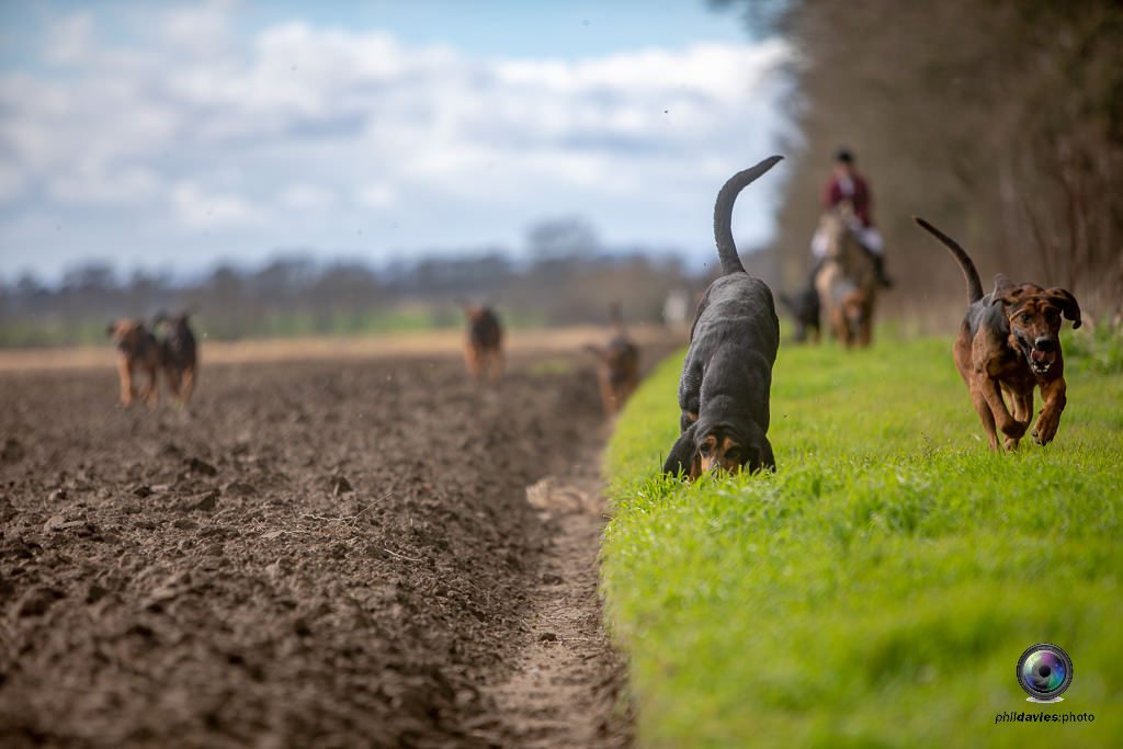 PaulReadGB's tweet image. There will be Boxing Day pictures. Hounds and Horses. #Bloodhounds #Cleanboot