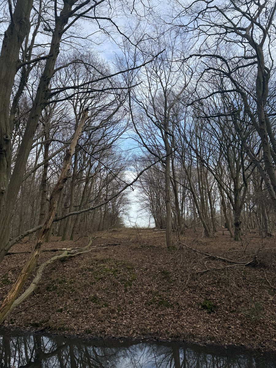 blackdownbirder's tweet image. Exploring Essex woods near Little Baddow/Danbury. Pairs of Great and Green wdpkr chasing and calling. A few Redpoll in birch tops of Pheasanthouse Wood and fairly sure heard a couple Hawfinch over, but didn’t see them @EBwSTweets