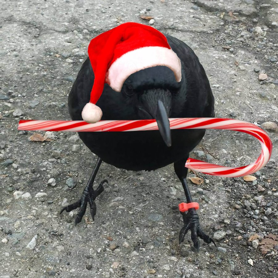 Bloomonday_crow tweet media