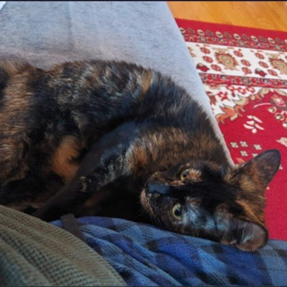 Kimberlykokourt's tweet photo. We Thank Animals Are Forever Inc. For Saving Beautiful #Daly For Euthanasia From The #NYCACC Shelter! We Also Thank Her Foster Avery For Saving Her! Ways To Donate: animalsareforeverny@gmail.com (PayPal) #CatsOfX #FreedomPics #FreedomVideo ! #CatsOfTwitter ! #Cat #Torbie https://t.co/ah2CVrlChp