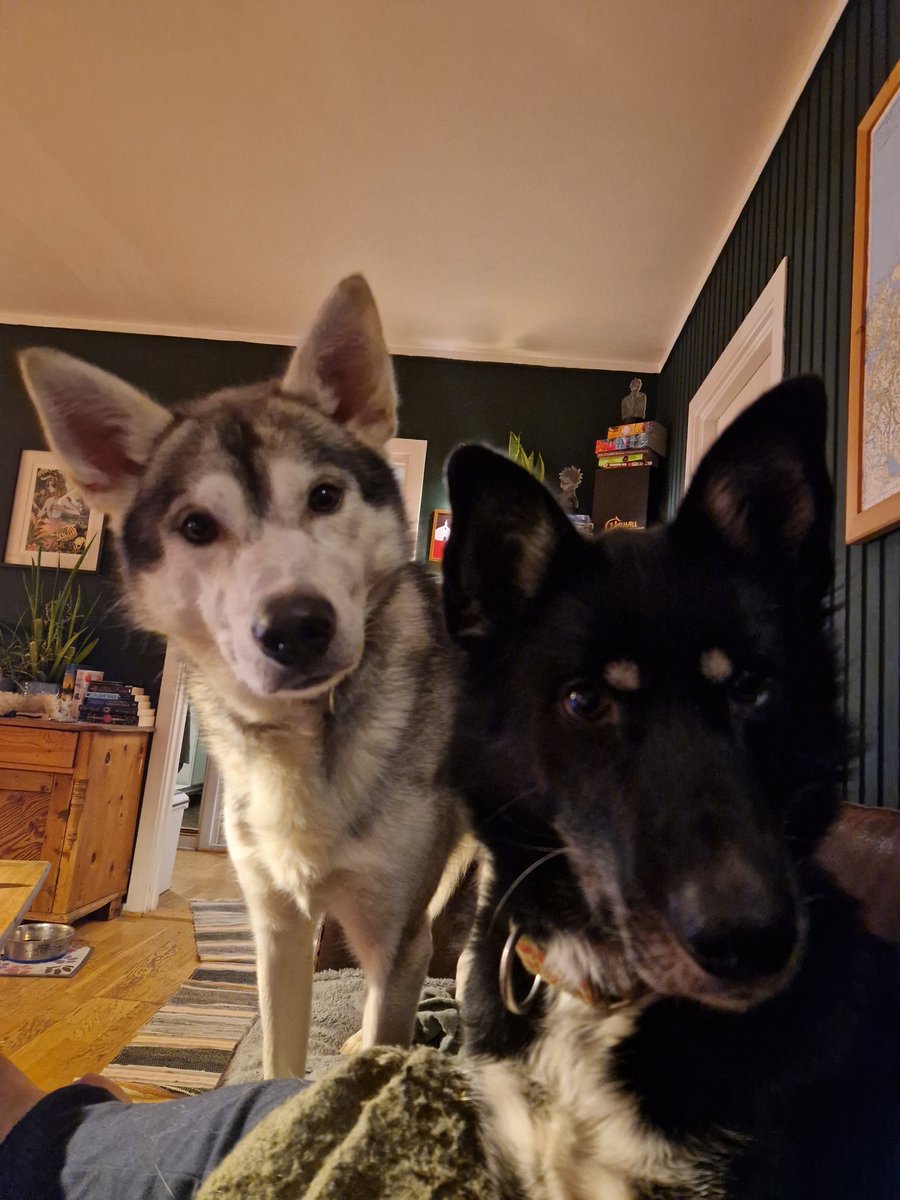 Aymsorb's tweet photo. These two hooligans turn five in two months, which is insane to me. 

They're the only dogs left on the homestead now - a reminder of the kind of life we once lived. 

Luckily, dogs are pretty happy as long as you give them enough activity. They don't know all we've lost. https://t.co/3D8HujY3qy