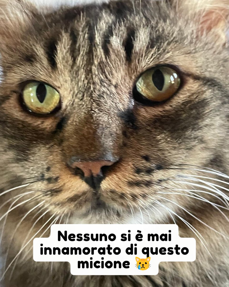Catania Whatsapp 348 9148354

Diego ha avuto una vita difficile, costretto a vivere per strada nelle peggiori condizioni possibili, e dove purtroppo si è ammalato di FIV 😥 questa al mento è la sua condanna, mentre altri gatti trovano una famiglia lui no 😿 #adozionegatti