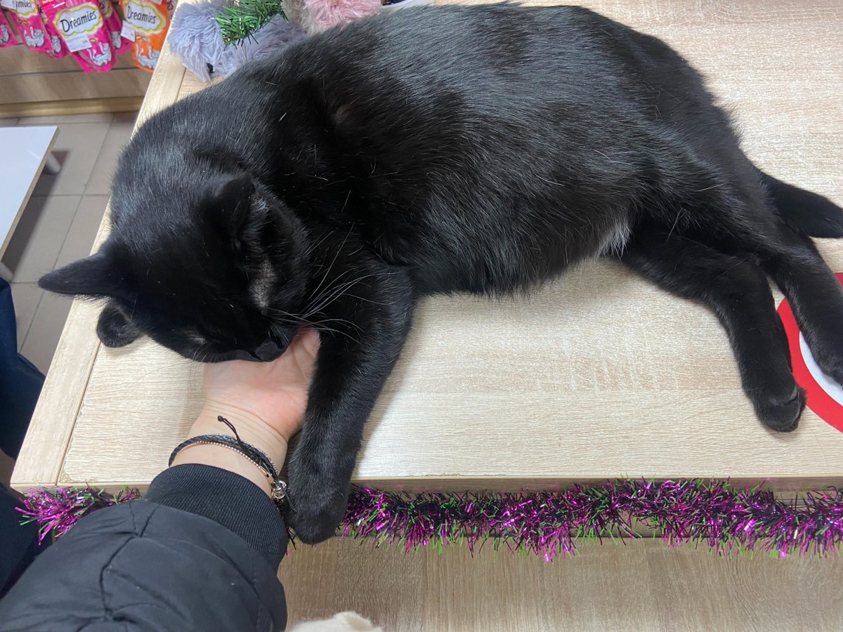 🐱Питер! Давайте под Новый год найдём дом для кота?
Кот живёт при магазине товаров для животных, сотрудницы просят его пристроить. Коту 3 года, он стерилизованный, крупный, очень контактный и ласковый. Адрес - в личку заинтересованным.
Будем благодарны за распространение!