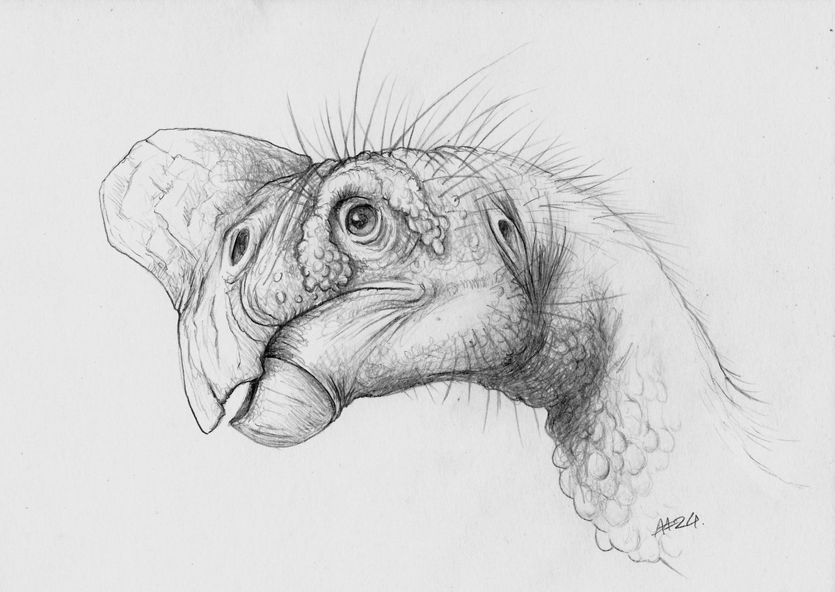 DragonsofWales's tweet image. Day 23 of my 8pm charity dinosaur sketch sale, in aid of my local food bank &amp;amp; MSF. 
Today’s sketch - Oviraptor. 
Rules are simple: First person to reply “Mine” gets it.
Minimum donation for each sketch is £15 ( but you can donate more if you choose). Payment via PayPal.