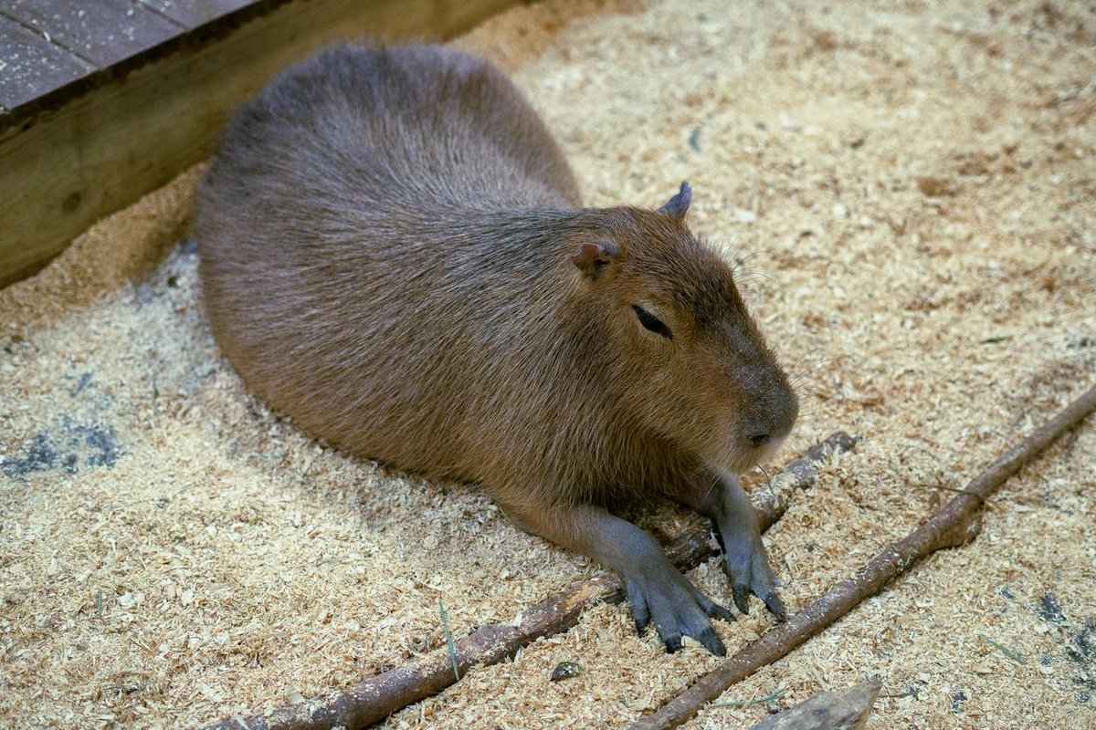 Capybara every hour (@capybarahourly) on Twitter photo 