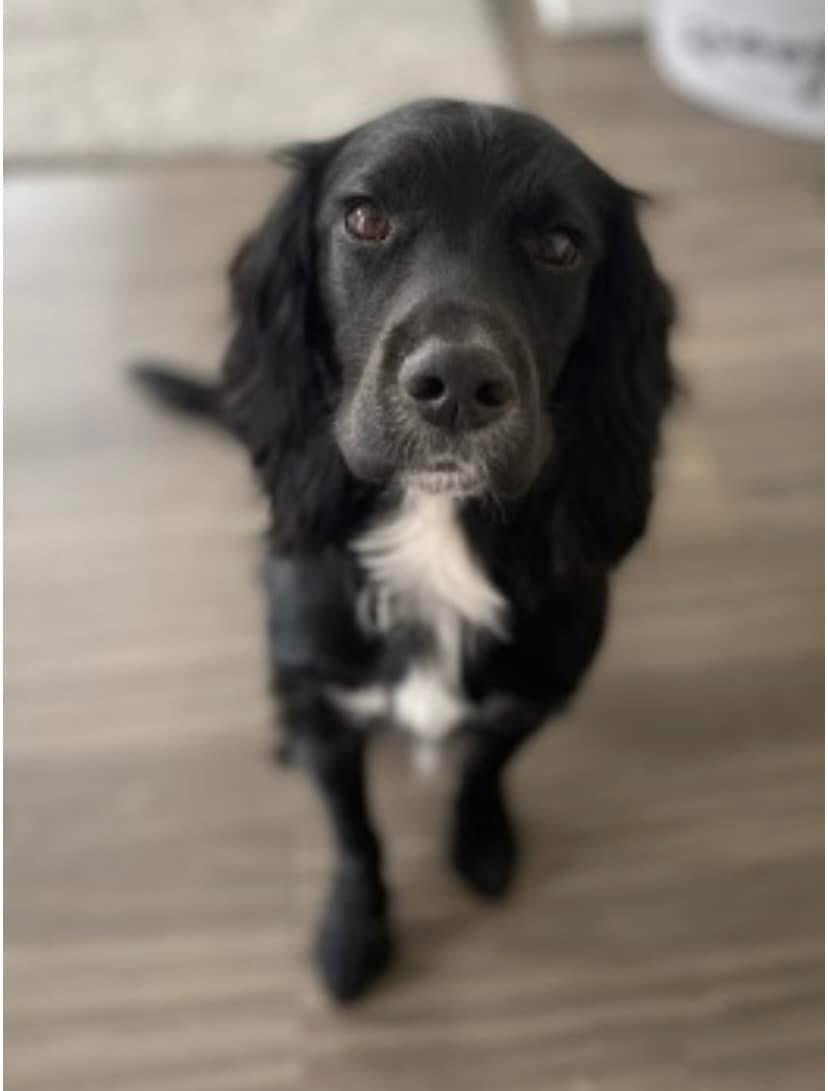 rosieDoc2's tweet photo. #SpanielHour 
STOLEN TEDDY 11/10/21 IN FIELDS OFF HYDE END ROAD IN #SpencersWood #RG7
SOMEONE TOOK TEDDY FROM HIS FAMILY - SOMEONE KNOWS WHERE HE IS 
Male/young adult black #CockerSpaniel with white under chin 
CHIPPED
https://t.co/jRrrWOA8Nf
#StolenDogHour
@JacquiSaid @HunnyJax https://t.co/uHjX3jLlKU