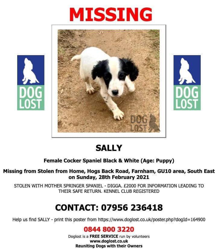 rosieDoc2's tweet photo. #SpanielHour
STOLEN FROM HOME 2 #Spaniels Hogs Back Road, #Farnham #GU10 28/2/21
SALLY female/puppy blk&wh (taken with mum) #cocker CHIPPED
https://t.co/DuxESK2Kil
DIGGA female/adult #cocker liver&white CHIPPED
https://t.co/KswVkDjiqW
KENNEL CLUB REGISTERED
#StolenDogHour https://t.co/e6truPXe3B