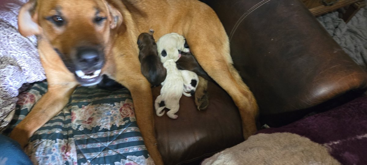 caden_dust (alt) tweet media